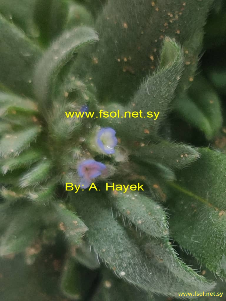 Nonea obtusifolia (Willd.)D.C.